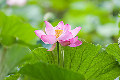 婷婷五月天丁香花