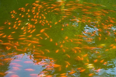 养猪场的四个女儿剧情介绍＼传承猪场情，姐妹共成长：揭秘《养猪场的四个女儿》传奇人生-1