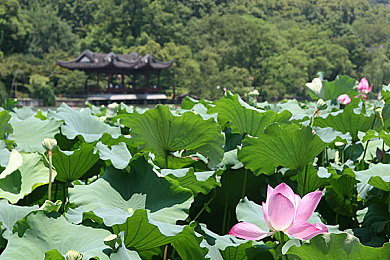 4438最大＼探寻极限荣耀，解锁游戏巅峰传奇之旅-1