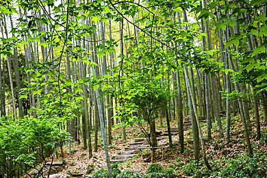 激情五月丁香区＼五月丁香花海盛，文化盛宴暖人心，全民参与社区情-1
