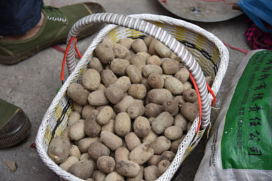 成人毛茸茸＼毛茸茸探险记：开启奇幻时尚之旅-2