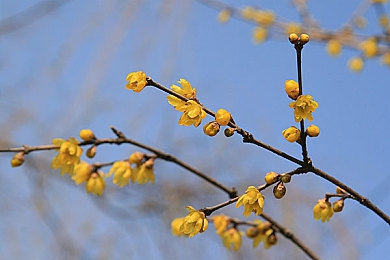 丁香五月婷婷五月天＼五月飘香，丁香花展映诗意生活，感受独特心灵洗礼