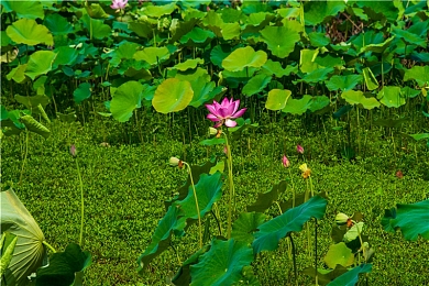 waswas免费下载＼音乐狂欢来袭：百万用户翘首以盼，Waswas海量资源免费大放送！-2
