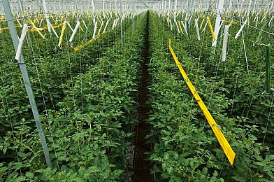 婷婷丁香花五月＼五月花语之旅：探索《花语世界》浪漫冒险解谜秘境-3