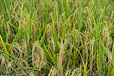 苹果黄色软件大全＼苹果软件宝库：打造移动生活新体验，海量应用轻松掌控-3