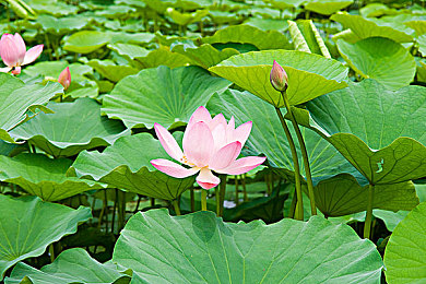 蝴蝶传媒4.3.5黄＼揭秘神秘蝴蝶世界：深度攻略与玩家好评如潮的游戏体验分享-4