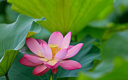 操逼软件。＼隐私风暴席卷，揭秘“神秘应用”背后安全隐患-5